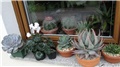 echeveria lilacina